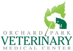 Small Animal Boarded Veterinarian Surgeon at Alliance Animal Health
