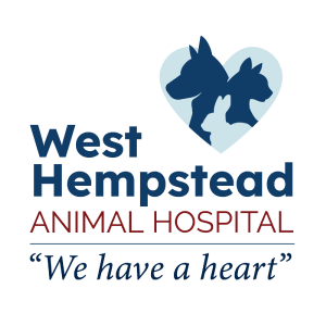 DVM Student Externship - West Hempstead Animal Hospital at Alliance Animal Health